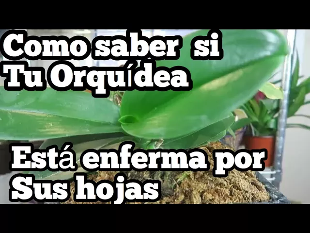 COMO SABER SI ALGO VA MAL CON TUS ORQUÍDEAS POR LAS HOJAS PHALAENOPSIS