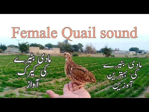 Download MP3 Female quail sound | Madi batairy ki awaz | mada batair kirak | batair karkaree