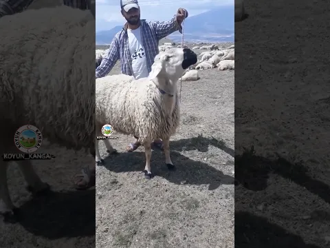 Maşallah kangal koç 🧿