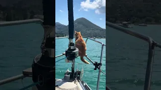 If your name’s not down your not comin’ aboard! 🐈⛔️🏴‍☠️ #boat #sailinglife  #sailing #cat #cats