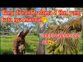 Download Lagu Yang di nanti selama 8 tahun, yang kata nya mandul.!!!  Mulai berbunga ( pulau birandang) 