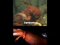 Giant Octopus VS Humboldt Squid