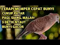 Download Lagu Perkutut Lokal Gacor Suara Super Kristal - Pancingan Malas Bunyi  (99%AMPUH BANGET)