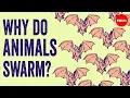 Download Lagu Why do animals form swarms? - Maria R. D'Orsogna