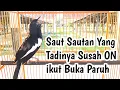 PANCINGAN KACER PALING CEPAT SAUT SAUTAN LANGSUNG NGEPLONG YANG SUSAH ON JADI BUKA PARUH TANPA HENTI