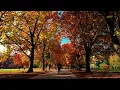 Explore the University of Kentucky Campus on a Perfect Fall Day