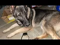 The best bark collar for stubborn dogs
