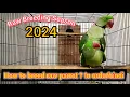 How to breed raw parrot raw parrot breeding