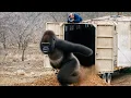 Watch These Animals Being Freed For The First Time