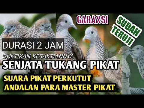 Download MP3 UNTUK PIKAT PERKUTUT LOKAL, SUDAH TERBUKTI KESAKTIANNYA,  DURASI PANJANG 2 JAM