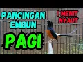 Download Lagu murai batu gacor efektif untuk pancingan murai batu agar langsung cepat bunyi | murai batu gacor