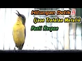 Download Lagu CUITAN SOGON BETINA GACOR PENAIK EMOSI JANTAN DISITU‼️PANCINGAN SOGON OMBYOKAN AGAR CEPAT BUNYI