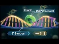 DNA Replication