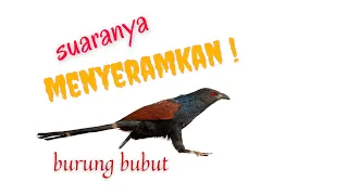 suara mantap burung bubut alang alang