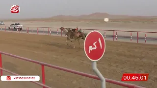 الشوط 16 شاهين لـ محمد حمد راعي قحير الدرعي 2 14 89 شارة الصندوق 2025 08 02 فطامين الرقيعات 