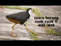 suara burung wakwak _ pikat burung ruak-ruak #burungruakruak #pikatburung  #burungwakwak