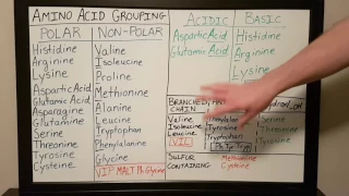 Amino Acid Grouping - Basics for Beginners