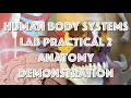 Human Body Systems - Lab Practical 2 Anatomy