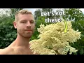 Download Lagu Elderflower Adventures - Exploring Different Ways to Eat and Drink this Awesome Flower