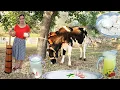 Download Lagu Jeta në Fshat /Albanian Village Life: Homemade Butter Making From Fresh Whole Milk 🧈🇦🇱