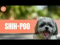 Shih-Poo Shih Tzu - Toy Poodle Mix The Ultimate Guide