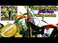 Download Lagu cara sambung pucuk durian paling mudah