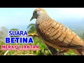 Download Lagu Suara Burung PERKUTUT BETINA Memanggil Jantan Agar Ikut Bunyi