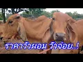 Download Lagu ราคาวัวผอม วัวจ่อยนัดนี้.