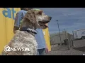 AKC launches fetch title events