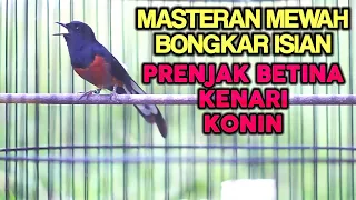 pancingan emosi murai batu nembak isian kenari prenjak betina konin 100 sukses buat lawan sparing