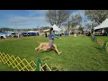 03 21 2025 San Mateo KC in Woodland CA Afghan Hound Judging by Mrs Vicky Abbott