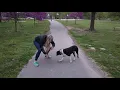 6 Month Old Boxer Pitt Mix Best Boxer Pit Dog Training Off Leash K9 Board and Train Oklahoma