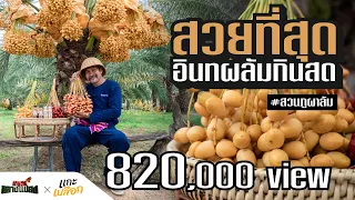 [ Eng Sub ] เกษตรกลางแปลงxแกะเปลือก l EP.13 สวนอินทผลัมเพาะเลี้ยงเนื้อเยื่อแห่งแรกในประเทศไทย