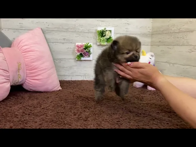 動画