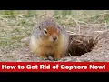Gopher Invasion Here s How to Get Rid of Gophers