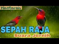 Download Lagu SEPAH RAJA GACOR JERNIH - SUARA PIKAT SEPAH RAJA - rajanya nyrecet (Animasi)