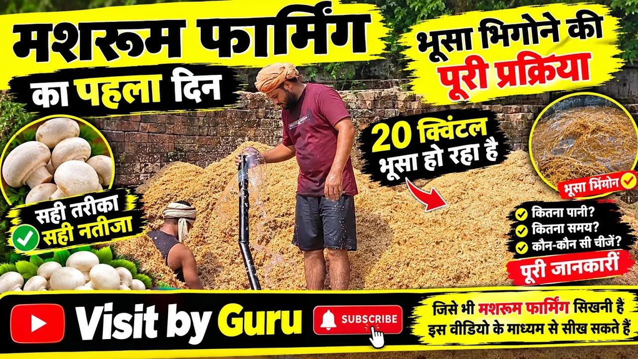 मशरूम फार्मिंग का पहला दिन 🍄 | 20 क्विंटल भूसा भिगोने की पूरी प्रक्रिया | Button Mushroom Farming