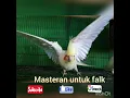 Download Lagu Masteran burung falk || siulan doraemon untuk parkit australia || falk || cockatiel