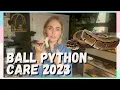 Ball Python Care For Beginners Ball Python 101