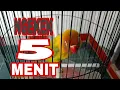 RORO | MASTERAN LOVEBIRD 5 MENIT