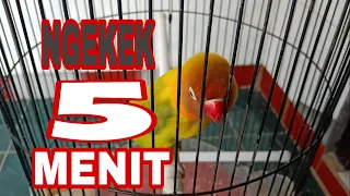 roro masteran lovebird 5 menit