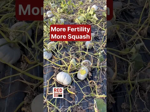 More Fertility, More Squash #sheetcomposting #squash #fertility