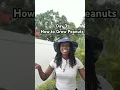 Download Lagu Growing Peanuts (Florida Tips) #gardeningtips #peanuts #howtogrow
