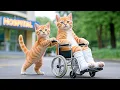 Download Lagu Mama Cat Falls When Harvest Tomato Kitten Did Everything to Take Care of Mother 🐾🌡️😿