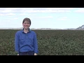 Yield prediction using remote images