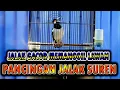 Download Lagu BIKIN JALAK SUREN GACOR STABIL BONGKAR ISIAN JIKA DIPUTARKAN INI #jalaksuren