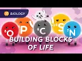 Carbon Biological Molecules What is Life Made Of Crash Course Biology