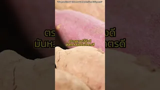 กีวี่ช่วยลดความดันโลหิต และ บรรเทาอาการท้องผูกได้อย่างไร