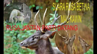 suara rusa betina panggil rusa jantan terbukti rusa jantan auto mendekat 