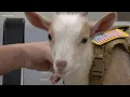Meet Kendall County s newest deputy Tiny Tim